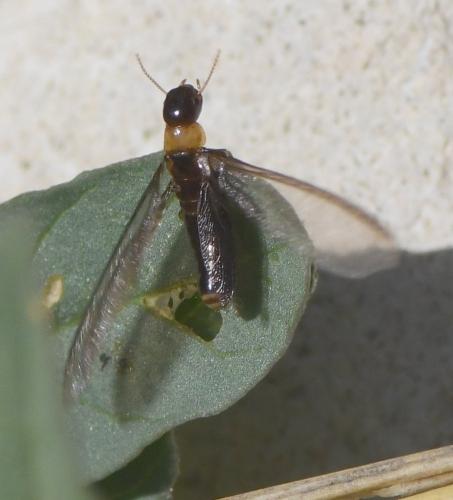 Kalotermes flavicollis